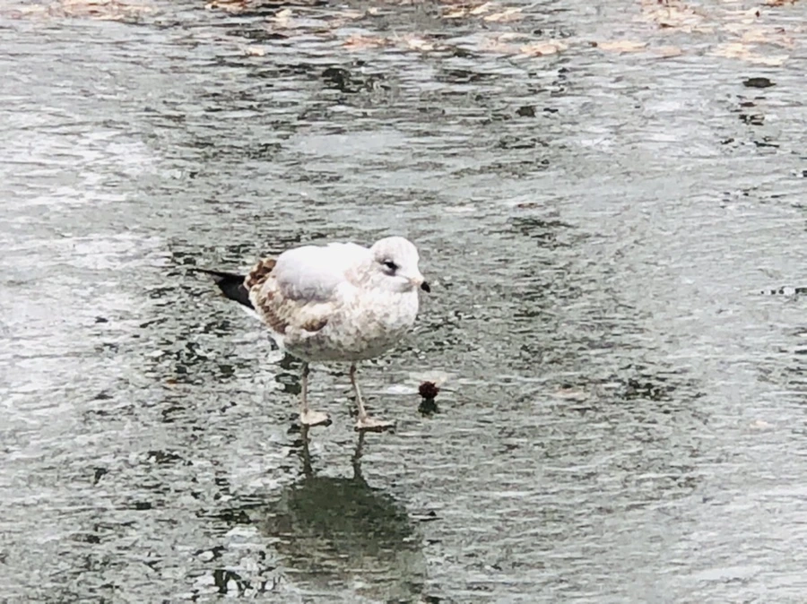 IMG_3124.jpg?type=w966