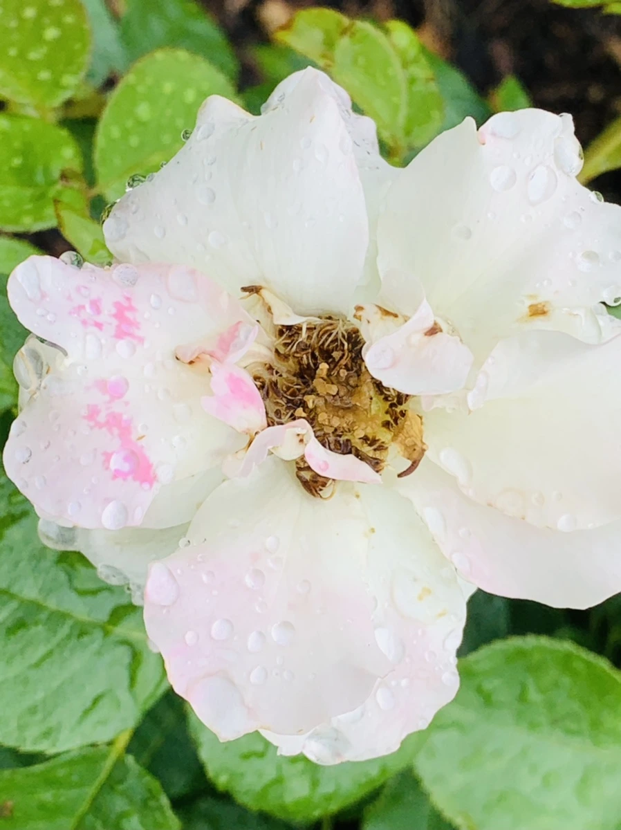 IMG_9585.jpg?type=w966