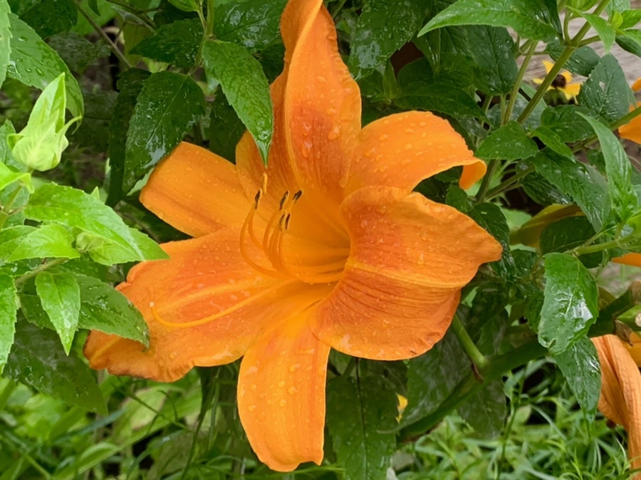 IMG_6880.jpg?type=w966