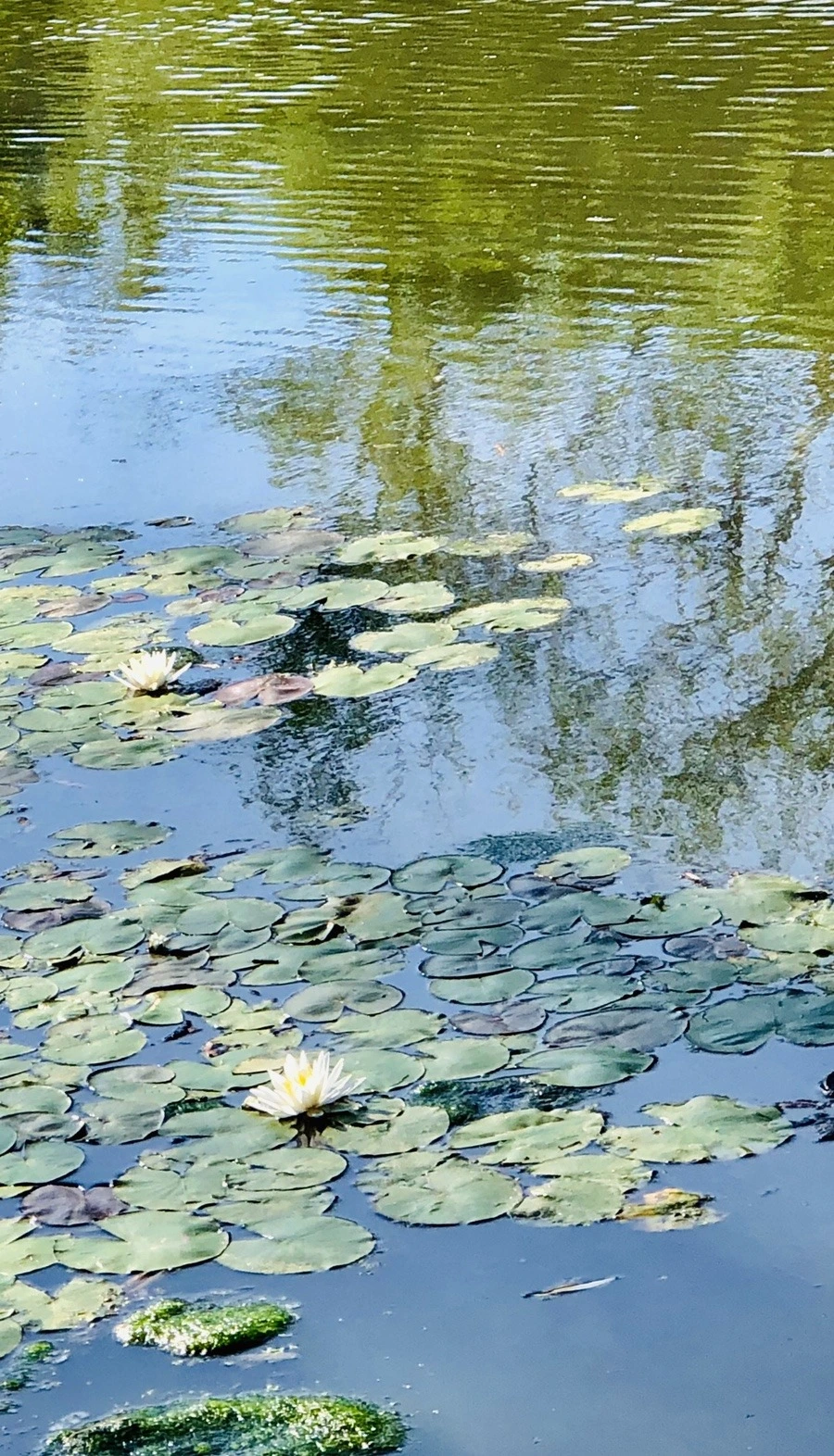 AajRjZflYdoQ1Jh7xF68UR67gdI