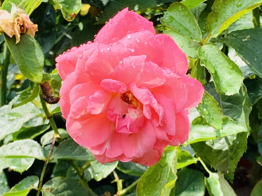 IMG_7343.jpg?type=w966