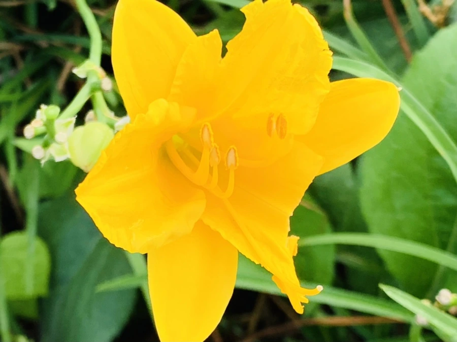 IMG_6999.jpg?type=w966