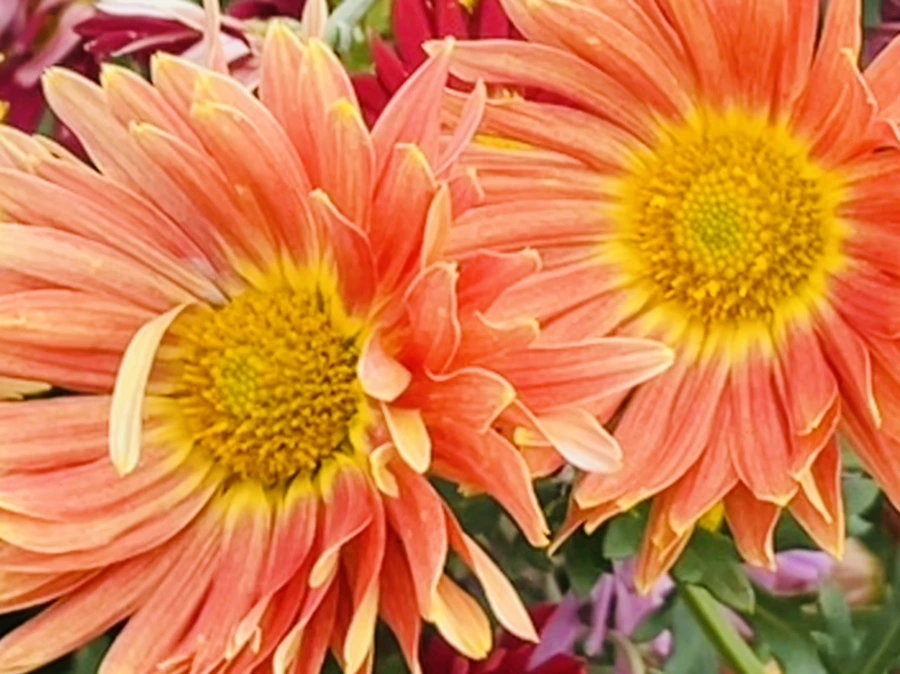 IMG_1194.jpg?type=w966