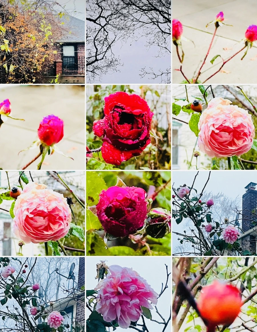 IMG_6432.jpg?type=w966