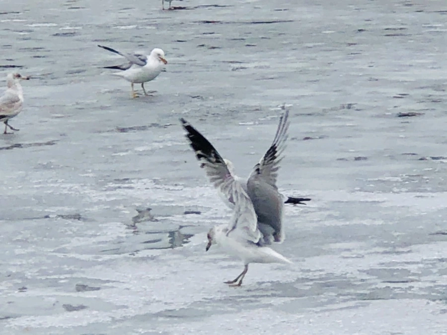 IMG_6346.jpg?type=w966