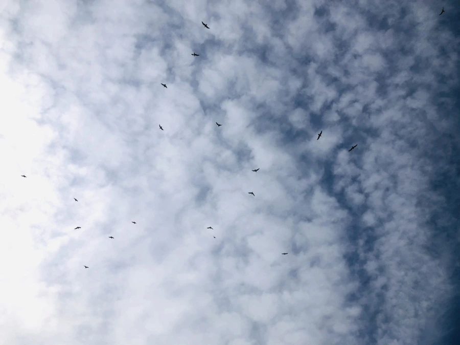 IMG_4732.jpg?type=w966