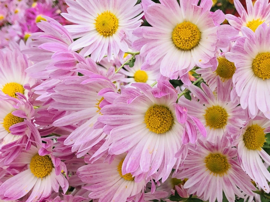 IMG_2579.jpg?type=w966