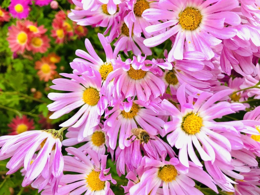 IMG_2514.jpg?type=w966