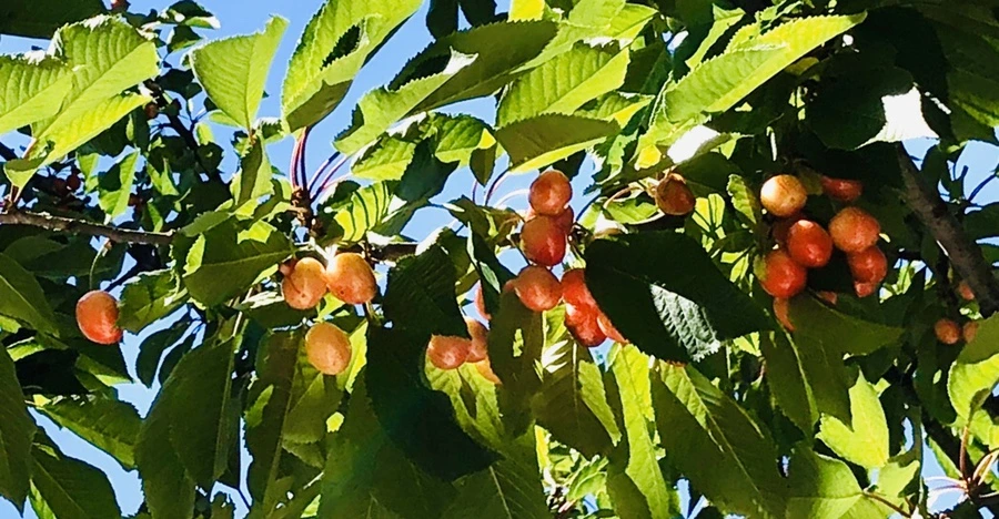 IMG_8575.jpg?type=w966