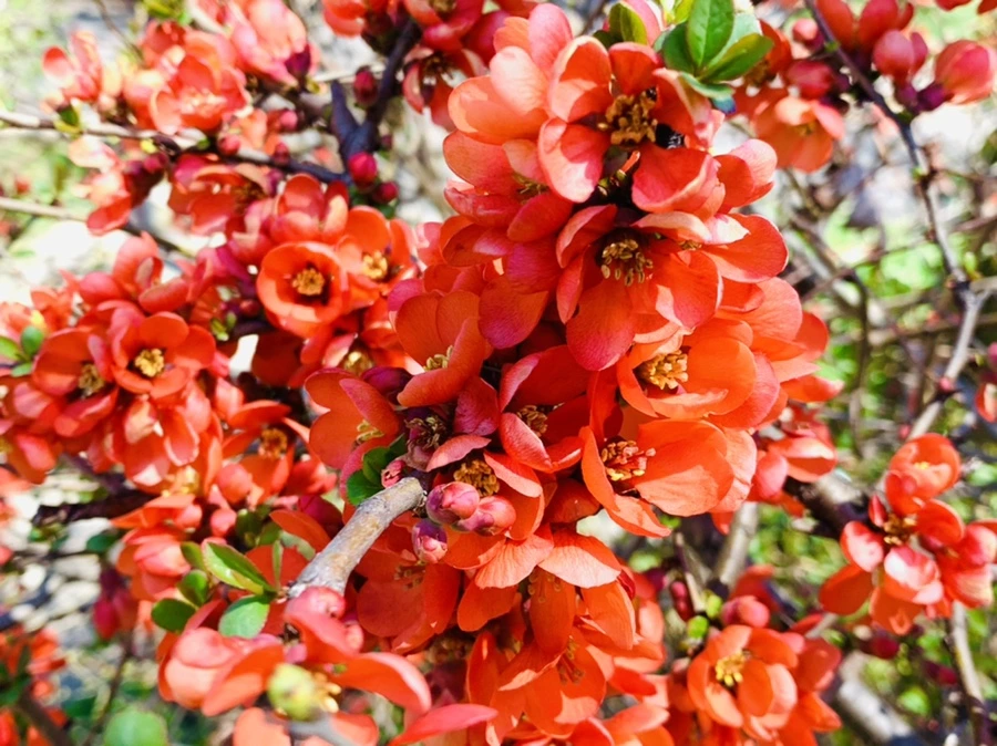 IMG_8497.jpg?type=w966