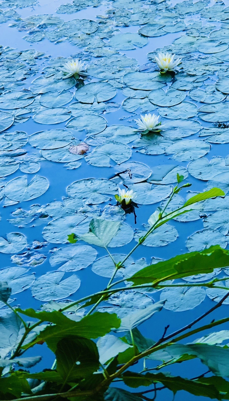 IMG_3812.jpg?type=w966