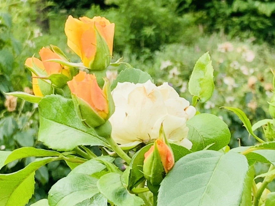 V8JFWULbNP1N0E9VyfPRQnd8JGs