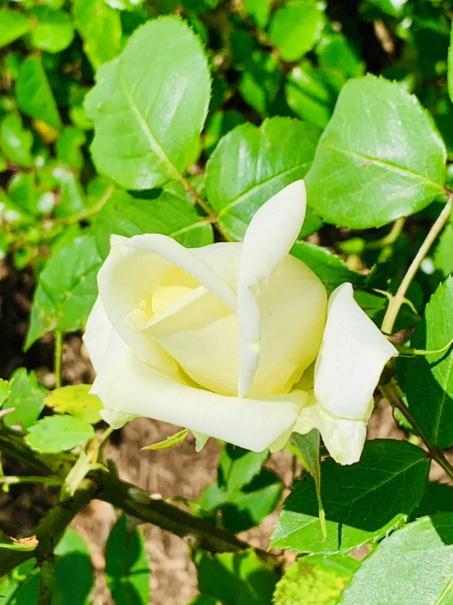 IMG_4195.jpg?type=w966