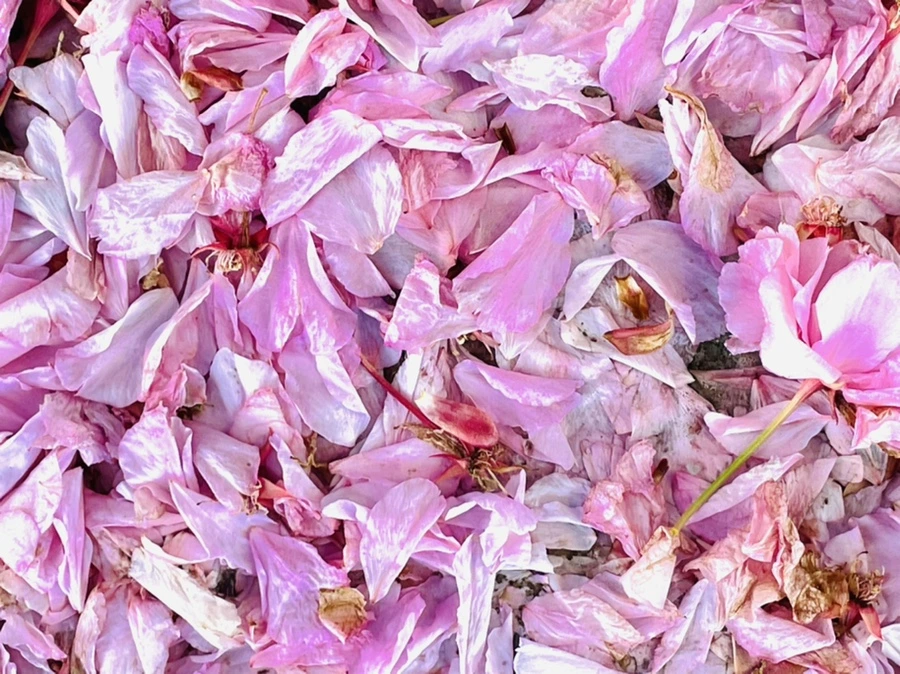 IMG_5912.jpg?type=w966