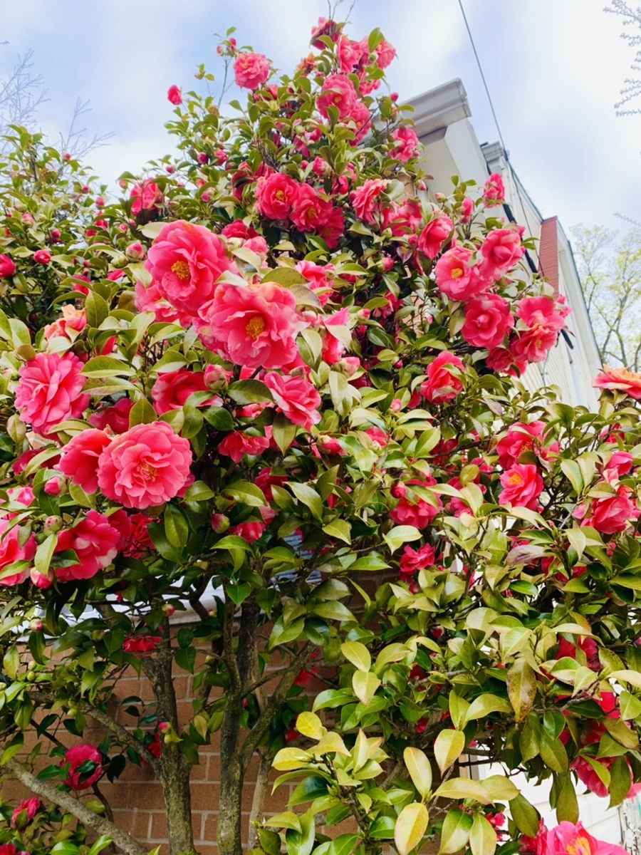 IMG_2926.jpg?type=w966