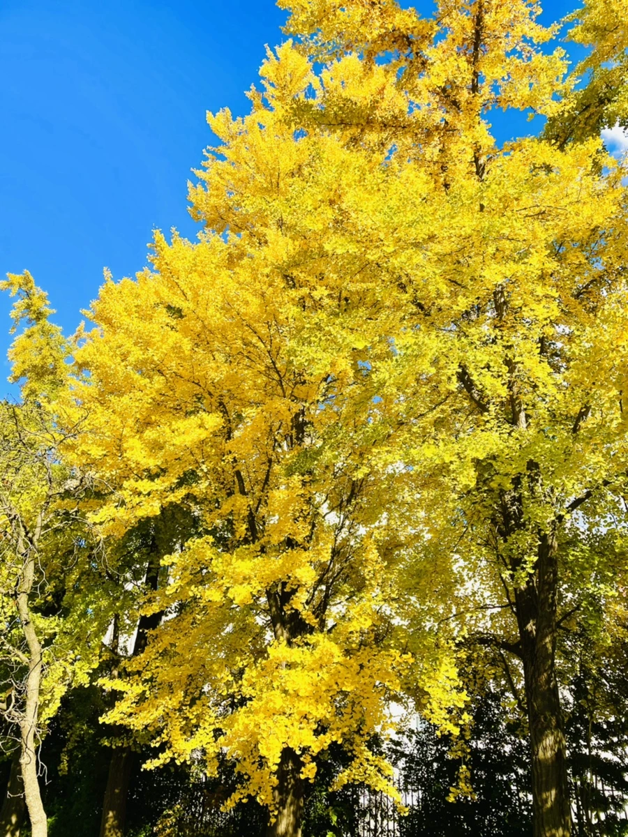 IMG_3200.jpg?type=w966