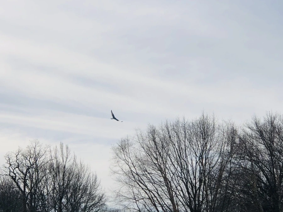 IMG_3231.jpg?type=w966