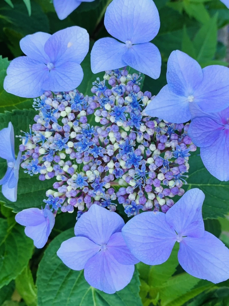 IMG_6273.jpg?type=w966