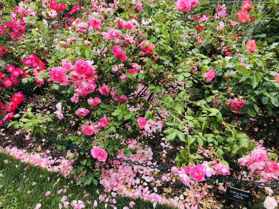 IMG_5878.jpg?type=w966