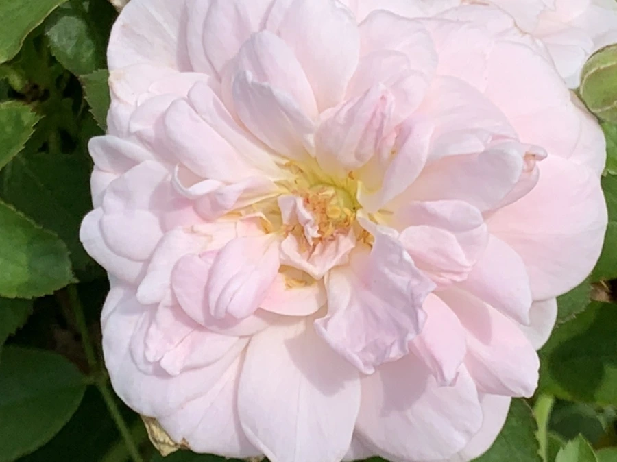 IMG_5434.jpg?type=w966