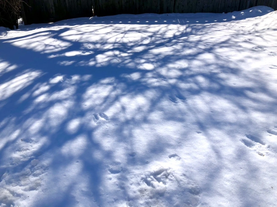 IMG_3996.jpg?type=w966