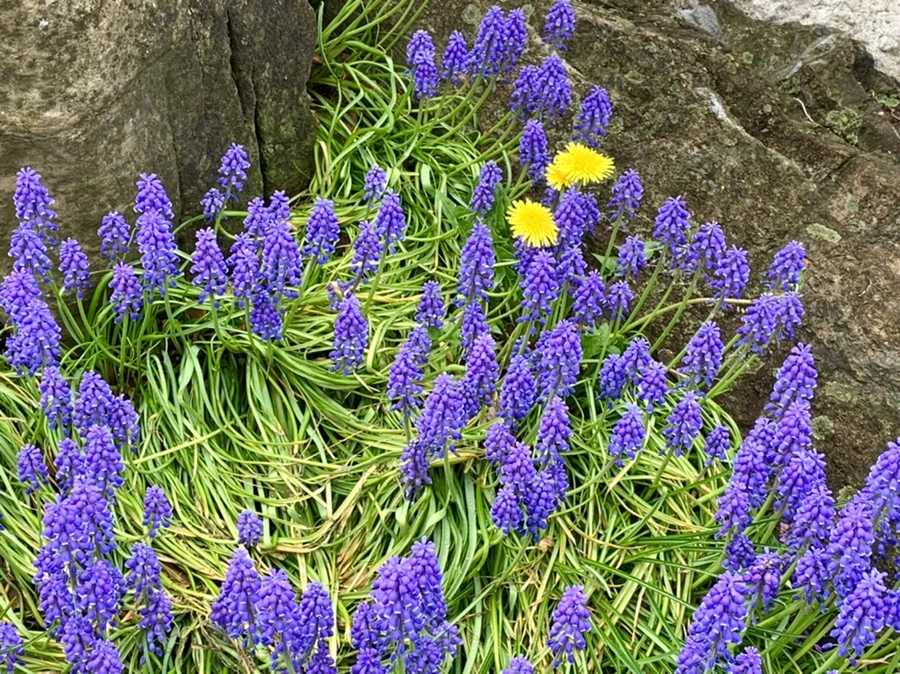 IMG_4025.jpg?type=w966