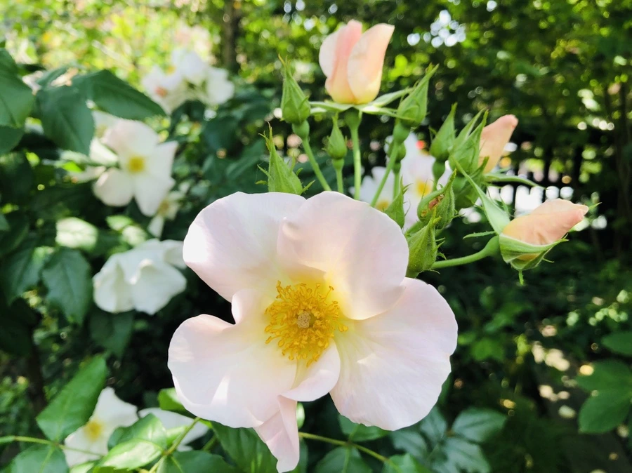 IMG_5569.jpg?type=w966