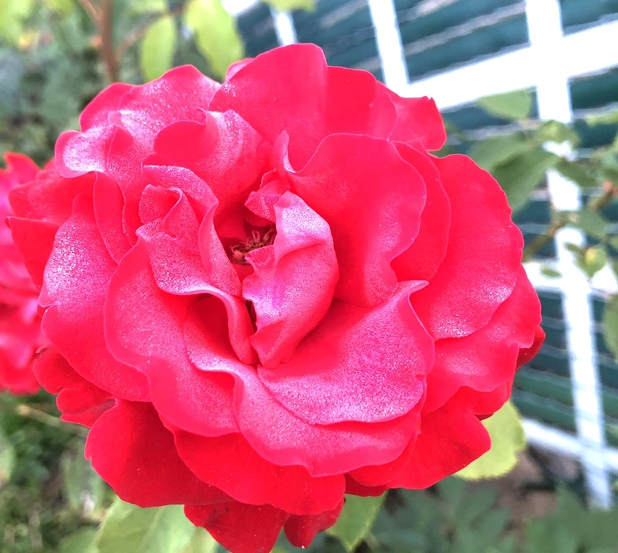 IMG_9380.jpg?type=w966