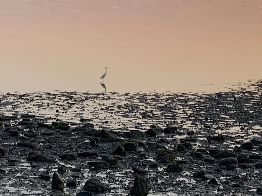 IMG_0061.jpg?type=w966