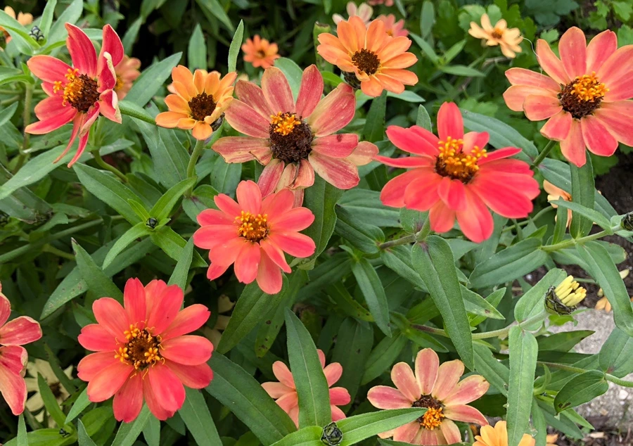 IMG_1828.jpg?type=w966