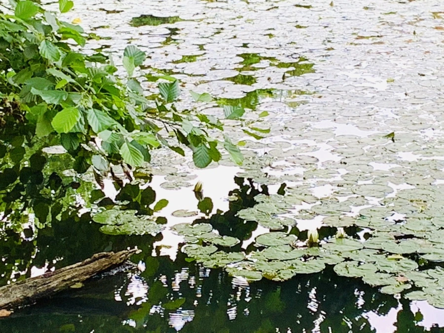 IMG_1485.jpg?type=w966