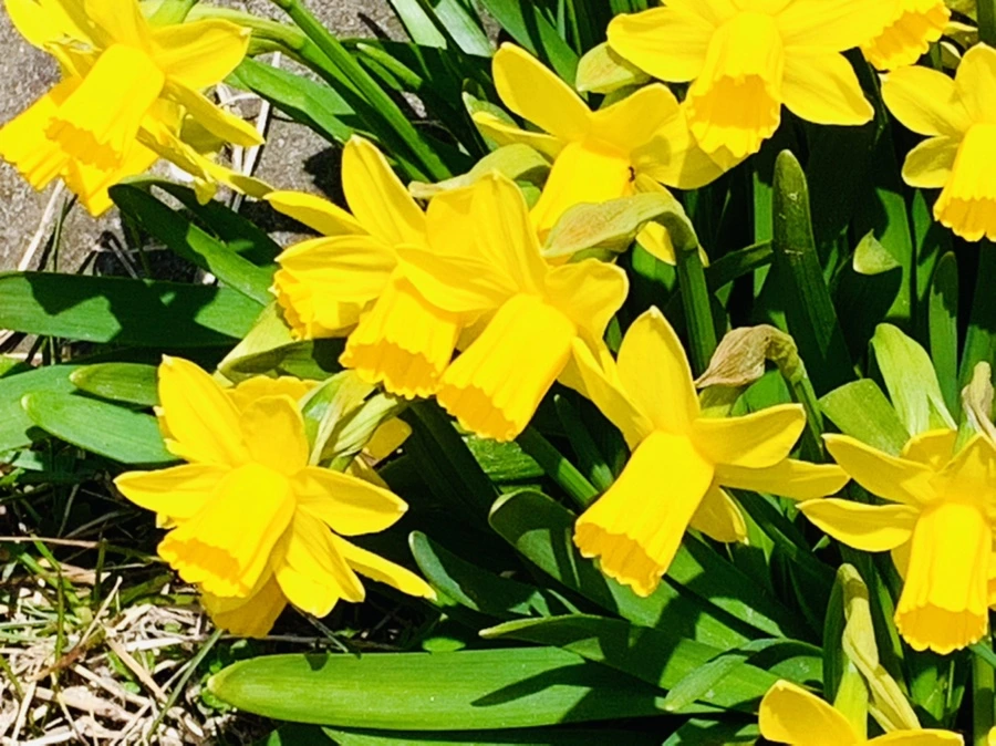 IMG_3401.jpg?type=w966