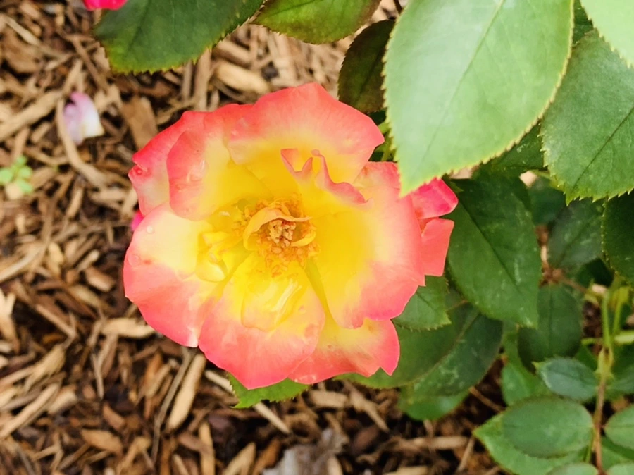 IMG_0518.jpg?type=w966