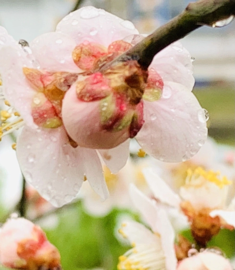 IMG_1950.jpg?type=w966