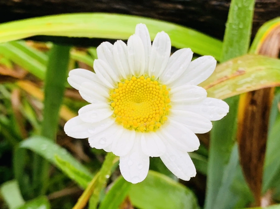 IMG_3803.jpg?type=w966