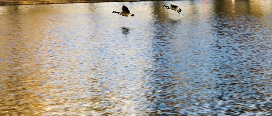 IMG_4419.jpg?type=w966