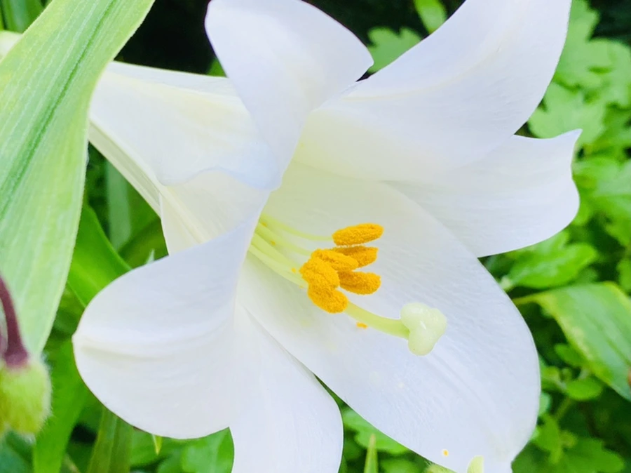 IMG_8298.jpg?type=w966