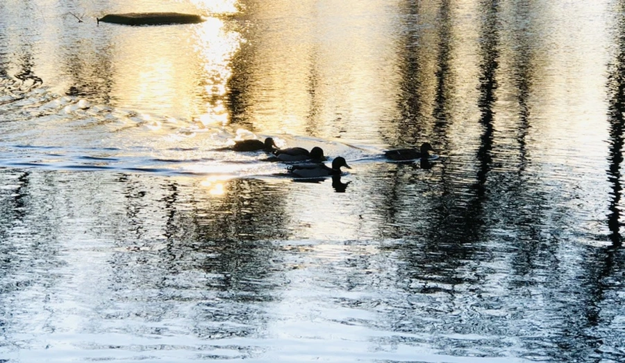 IMG_0945.jpg?type=w966