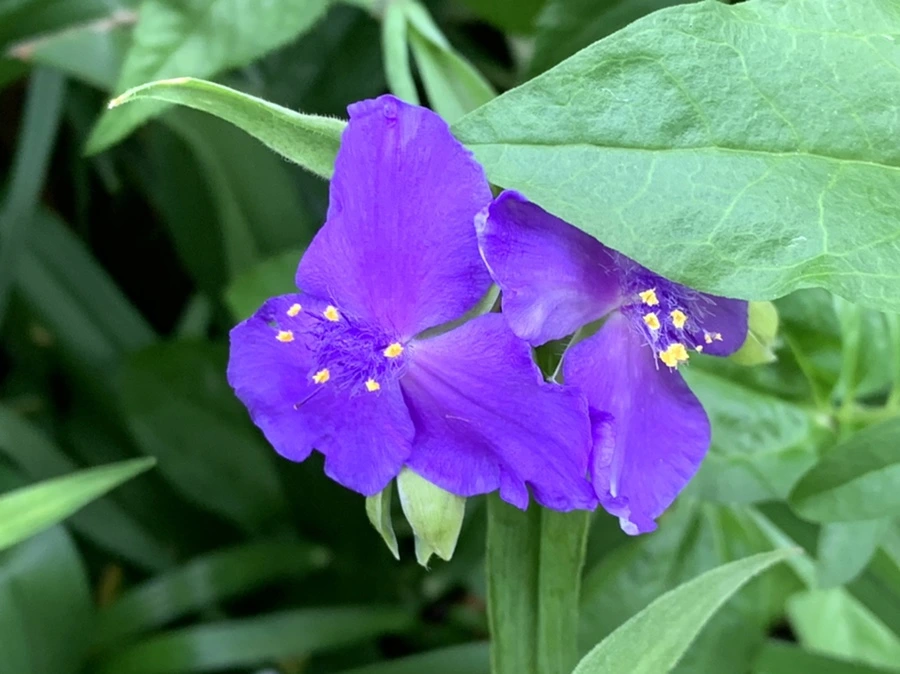 IMG_5567.jpg?type=w966