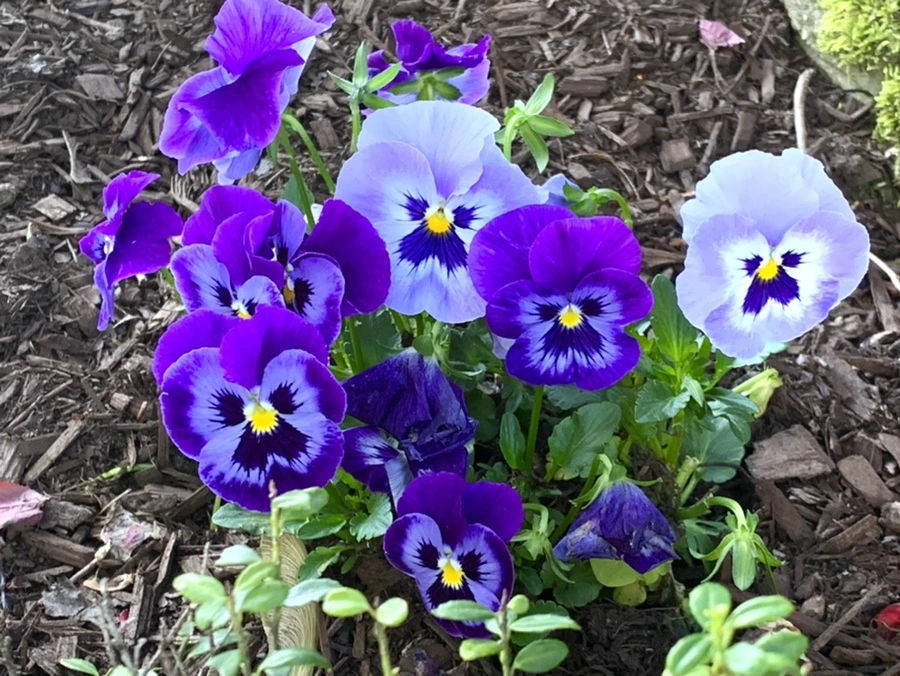 IMG_1921.jpg?type=w966