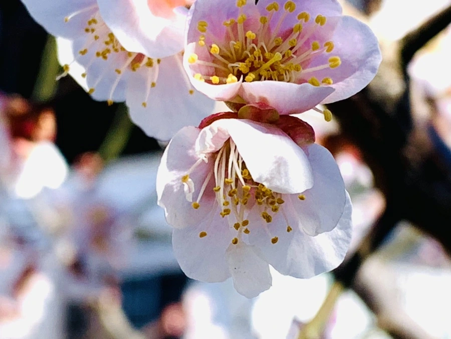 IMG_1349.jpg?type=w966