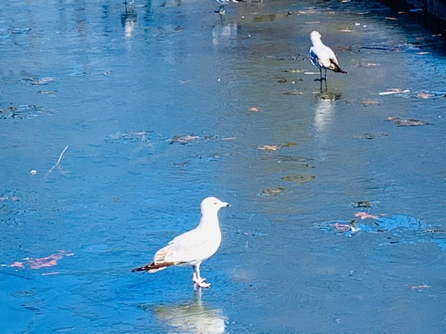 IMG_8313.jpg?type=w966