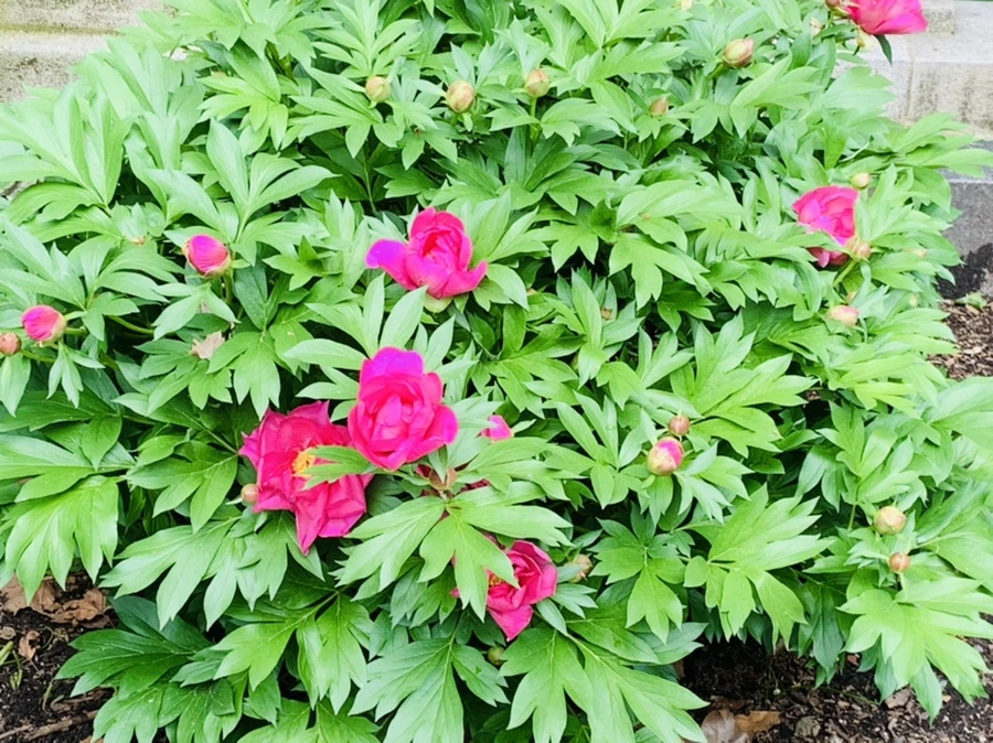 IMG_1693.jpg?type=w966