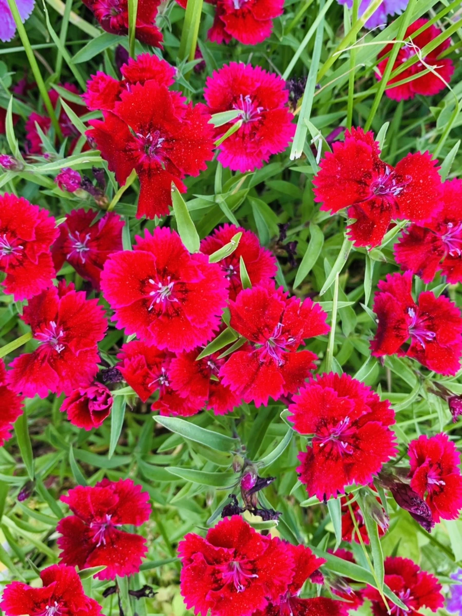 IMG_4048.jpg?type=w966