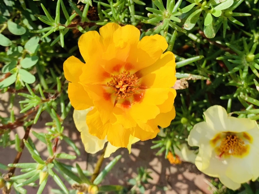 IMG_6679.jpg?type=w966