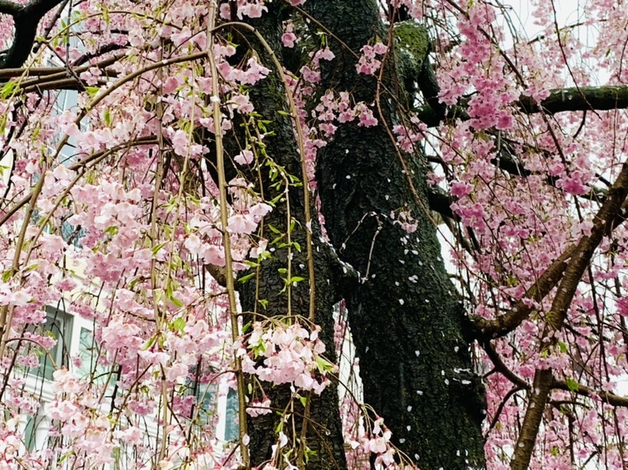 IMG_2322.jpg?type=w966