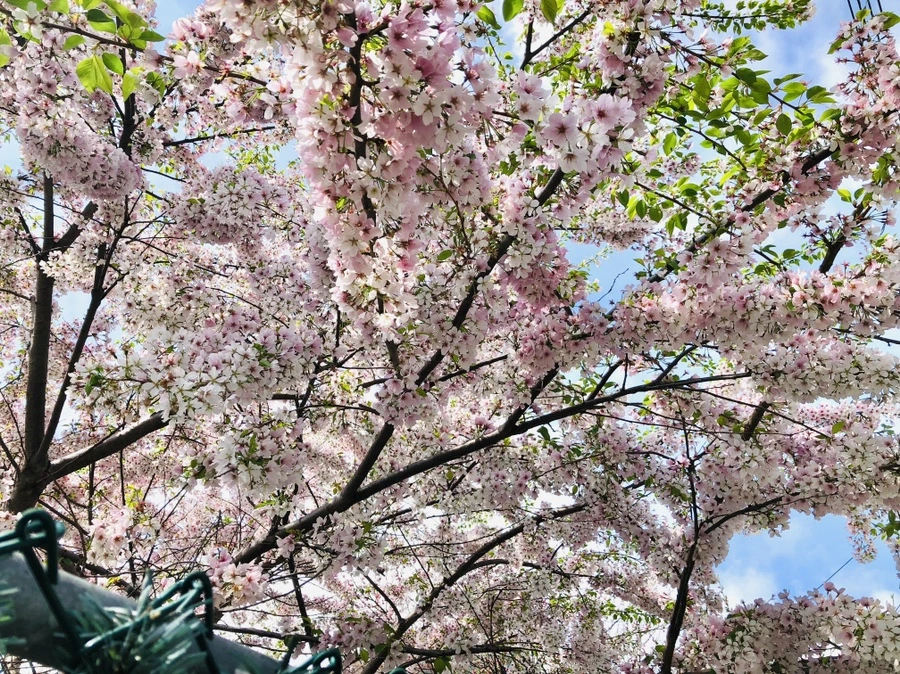 IMG_3198.jpg?type=w966