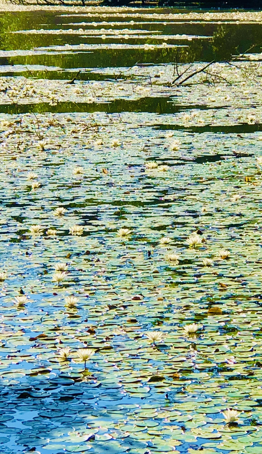 IMG_3975.jpg?type=w966