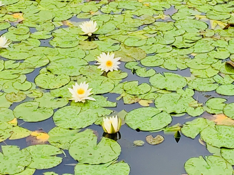 IMG_4425.jpg?type=w966