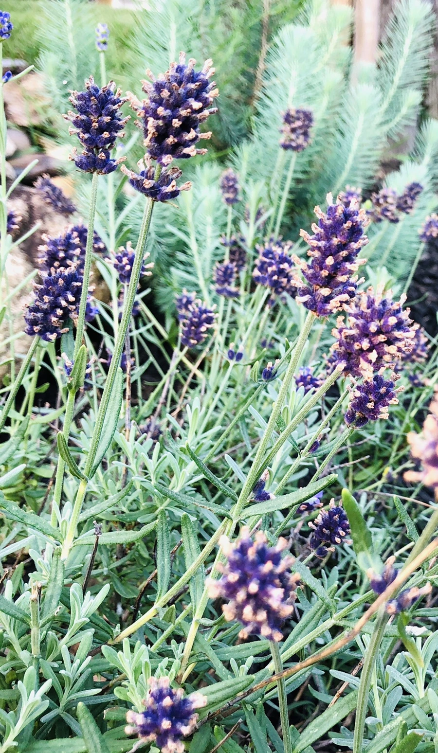 IMG_1817.jpg?type=w966